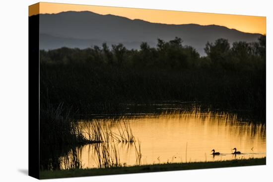 California, Gray Lodge Waterfowl Management Area, at Butte Sink-Alison Jones-Premier Image Canvas