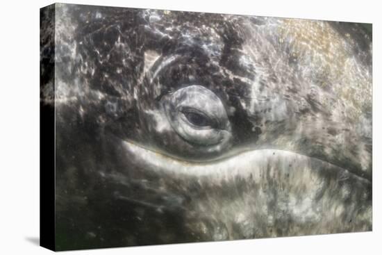 California Gray Whale (Eschrichtius Robustus) Approaching Zodiac Underwater in Magdalena Bay-Michael Nolan-Premier Image Canvas