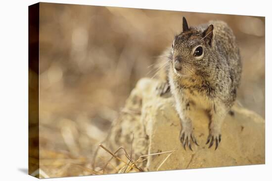 California Ground Squirrel-DLILLC-Premier Image Canvas