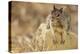 California Ground Squirrel-DLILLC-Premier Image Canvas