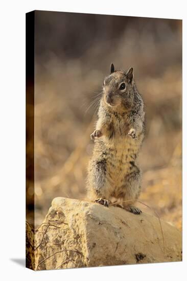 California Ground Squirrel-DLILLC-Premier Image Canvas