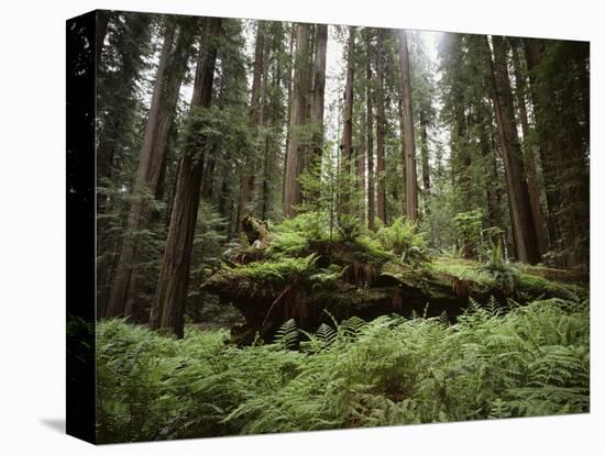 California, Humboldt Redwoods State Park, Coastal Redwoods and Ferns-Christopher Talbot Frank-Premier Image Canvas
