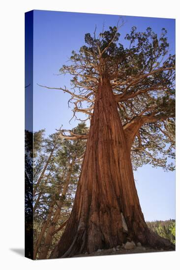 California, Inyo National Forest. Sierra Juniper Tree-Jaynes Gallery-Premier Image Canvas