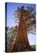 California, Inyo National Forest. Sierra Juniper Tree-Jaynes Gallery-Premier Image Canvas