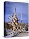 California, Inyo National Forest-John Barger-Premier Image Canvas
