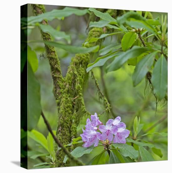 California, Jedediah Smith Redwoods State Park, redwood trees and rhododendrons-Jamie & Judy Wild-Premier Image Canvas