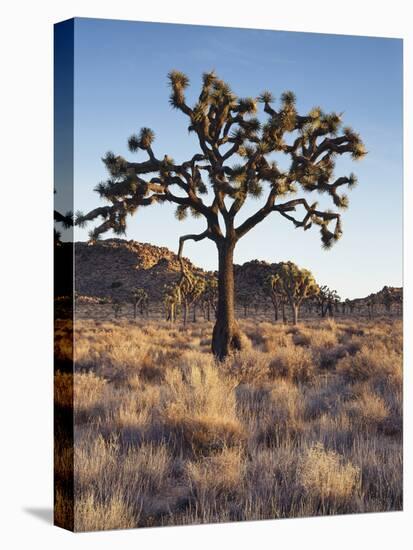 California, Joshua Tree National Park, a Joshua Tree in the Mojave Desert-Christopher Talbot Frank-Premier Image Canvas