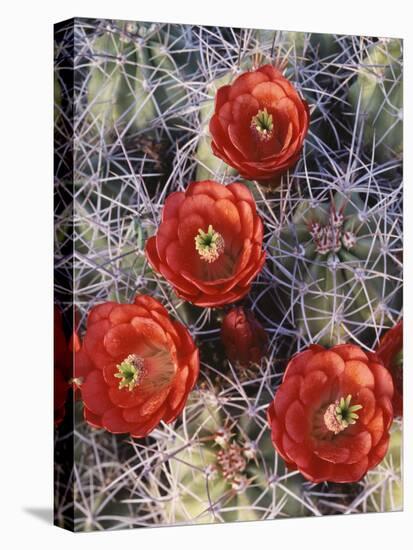 California, Joshua Tree National Park, Claret Cup Cactus Wildflowers-Christopher Talbot Frank-Premier Image Canvas