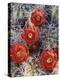 California, Joshua Tree National Park, Claret Cup Cactus Wildflowers-Christopher Talbot Frank-Premier Image Canvas