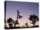 California, Joshua Tree National Park, Joshua Tree, Yucca Brevifolia, in Hidden Valley, Dawn, USA-Walter Bibikow-Premier Image Canvas