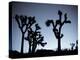 California, Joshua Tree National Park, Joshua Tree, Yucca Brevifolia, in Hidden Valley, Dawn, USA-Walter Bibikow-Premier Image Canvas