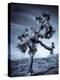 California, Joshua Tree National Park, Joshua Tree, Yucca Brevifolia, in Hidden Valley, USA-Walter Bibikow-Premier Image Canvas