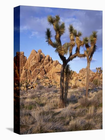 California, Joshua Tree National Park, Joshua Trees and Monzonite Granite Boulders at Hidden Valley-John Barger-Premier Image Canvas