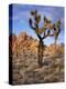 California, Joshua Tree National Park, Joshua Trees and Monzonite Granite Boulders at Hidden Valley-John Barger-Premier Image Canvas