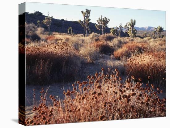 California, Joshua Tree National Park, Joshua Trees in the Mojave Desert-Christopher Talbot Frank-Premier Image Canvas