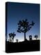 California, Joshua Tree National Park, Joshua Trees, USA-Michele Falzone-Premier Image Canvas