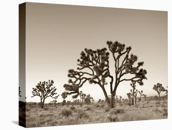 California, Joshua Tree National Park, Joshua Trees, USA-Michele Falzone-Premier Image Canvas