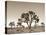 California, Joshua Tree National Park, Joshua Trees, USA-Michele Falzone-Premier Image Canvas