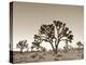 California, Joshua Tree National Park, Joshua Trees, USA-Michele Falzone-Premier Image Canvas