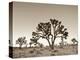 California, Joshua Tree National Park, Joshua Trees, USA-Michele Falzone-Premier Image Canvas