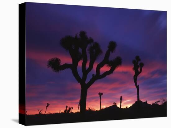 California, Joshua Tree National Park, Mojave Desert, Joshua Trees at Sunrise-Christopher Talbot Frank-Premier Image Canvas