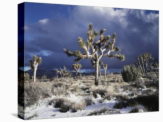 California, Joshua Tree National Park, Mojave Desert, Snow Covered Joshua Tree-Christopher Talbot Frank-Premier Image Canvas