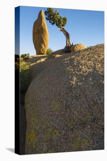 California. Joshua Tree National Park. Rock Formation and Juniper at Sunset-Judith Zimmerman-Premier Image Canvas