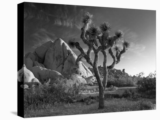 California, Joshua Tree National Park, USA-Alan Copson-Premier Image Canvas