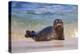 California, La Jolla. Baby Harbor Seal in Beach Water-Jaynes Gallery-Premier Image Canvas
