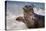 California, La Jolla. Baby Harbor Seal in Beach Water-Jaynes Gallery-Premier Image Canvas