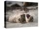 California, La Jolla. Baby Harbor Seal on Beach-Jaynes Gallery-Premier Image Canvas