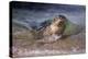 California, La Jolla. Baby Harbor Seal on Beach-Jaynes Gallery-Premier Image Canvas