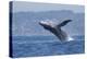 California, La Jolla. Humpback Whale Breaching-Jaynes Gallery-Premier Image Canvas