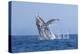 California, La Jolla. Humpback Whale Breaching-Jaynes Gallery-Premier Image Canvas