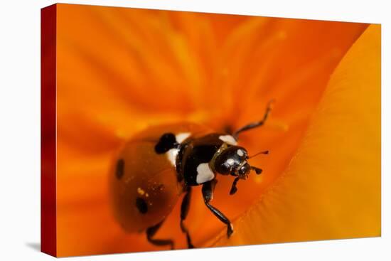 California. Ladybug on a Poppy-Jaynes Gallery-Premier Image Canvas