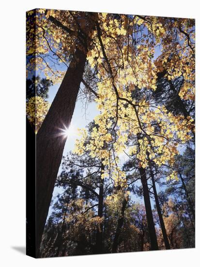 California, Laguna Mountains, Cleveland Nf, California Black Oak Tree-Christopher Talbot Frank-Premier Image Canvas
