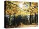 California, Laguna Mountains, Cleveland Nf, California Black Oak Tree-Christopher Talbot Frank-Premier Image Canvas