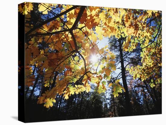 California, Laguna Mts, Cleveland Nf, California Black Oak Tree-Christopher Talbot Frank-Premier Image Canvas