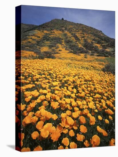 California, Lake Elsinore, California Poppys Cover the Hillside-Christopher Talbot Frank-Premier Image Canvas