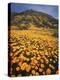 California, Lake Elsinore, California Poppys Cover the Hillside-Christopher Talbot Frank-Premier Image Canvas