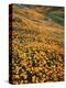 California, Lake Elsinore, California Poppys Cover the Hillside-Christopher Talbot Frank-Premier Image Canvas