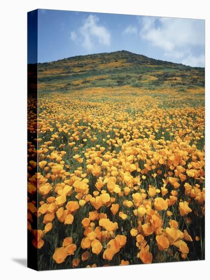 California, Lake Elsinore, Field of California Poppys on the Hillside-Christopher Talbot Frank-Premier Image Canvas