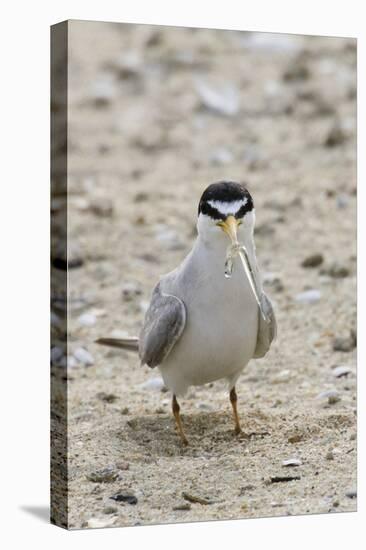 California Least Tern with Fish in it's Bill-Hal Beral-Premier Image Canvas