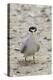 California Least Tern with Fish in it's Bill-Hal Beral-Premier Image Canvas