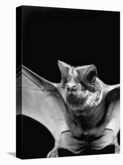 California Mastiff Bat, A.K.A. "Eumops"-Andreas Feininger-Premier Image Canvas