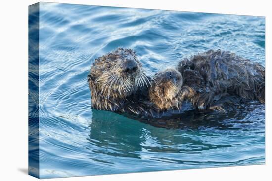 California, Morro Bay. Sea Otter Parent and Pup-Jaynes Gallery-Premier Image Canvas