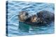 California, Morro Bay. Sea Otter Parent and Pup-Jaynes Gallery-Premier Image Canvas