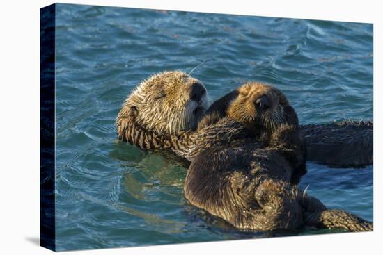 California, Morro Bay. Sea Otter Parent and Pup-Jaynes Gallery-Premier Image Canvas