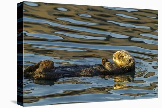 California, Morro Bay. Sea Otter Resting on Ocean Surface-Jaynes Gallery-Premier Image Canvas