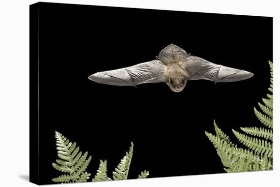 California Myotis (Myotis Californicus) in Flight, Rogue River National Forest, Oregon, USA, August-Michael Durham-Premier Image Canvas